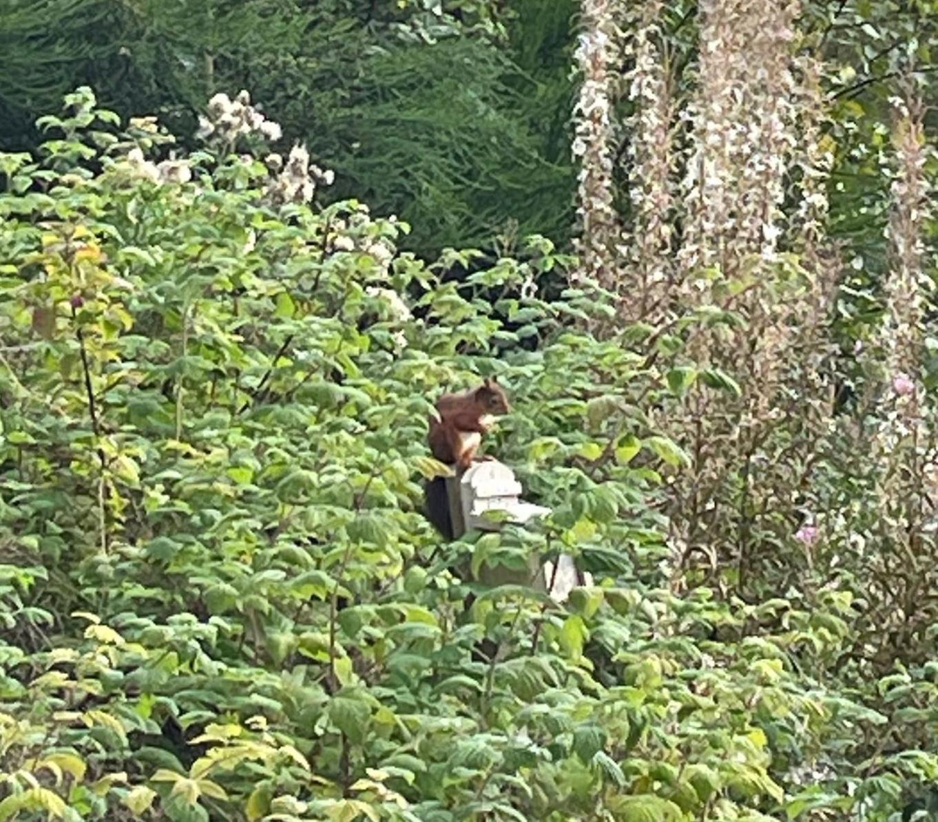 Villa Red Squirrel Pod With Hot Tub Oban Esterno foto